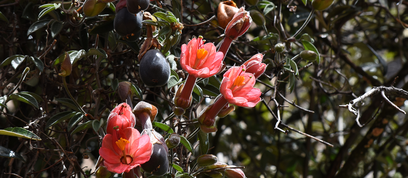 Sayaka Ota nandi peru interpretación del patrimonio_blog flora endemica