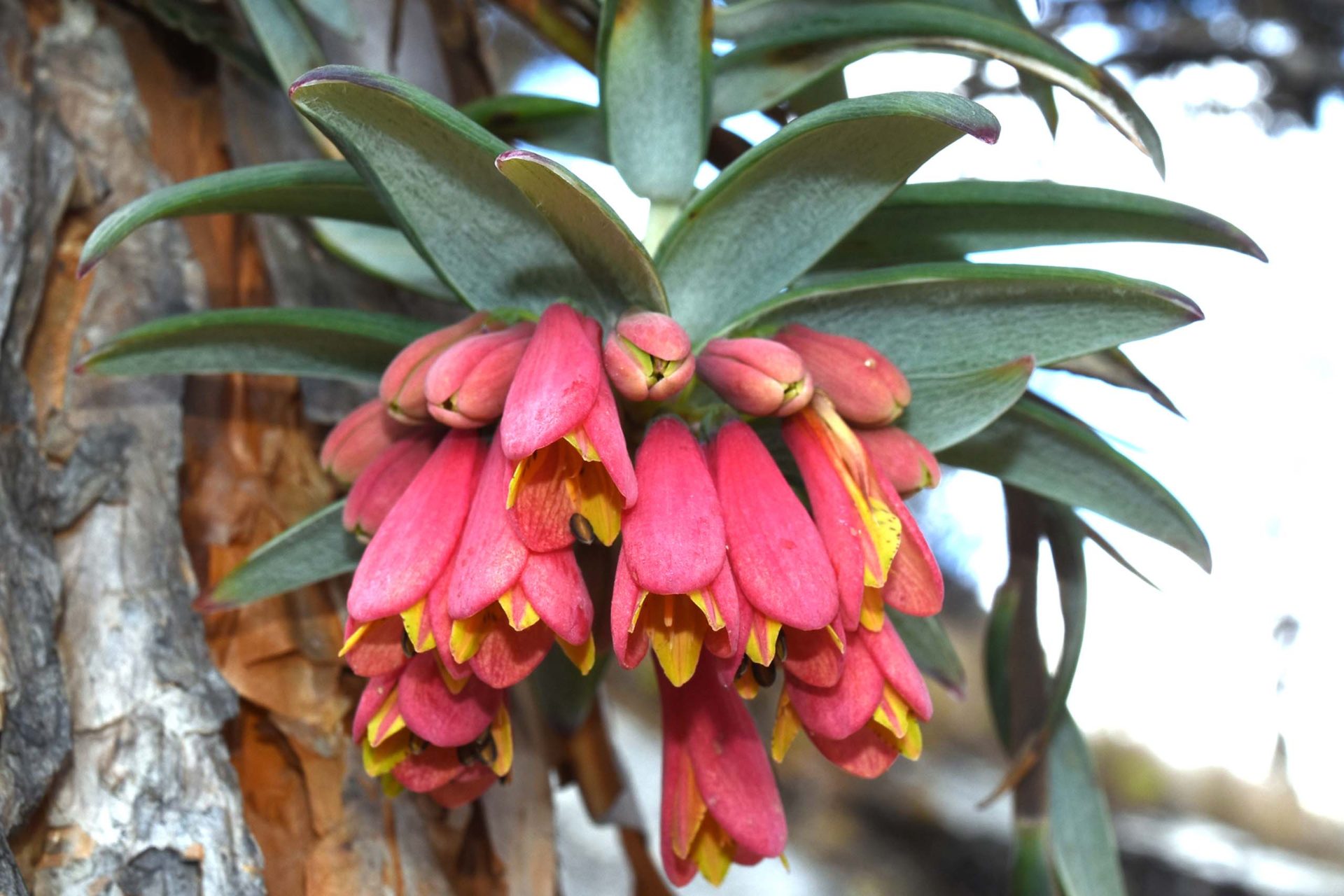 Sayaka Ota nandi peru interpretación del patrimonio_blog flora endemica Aurinsha