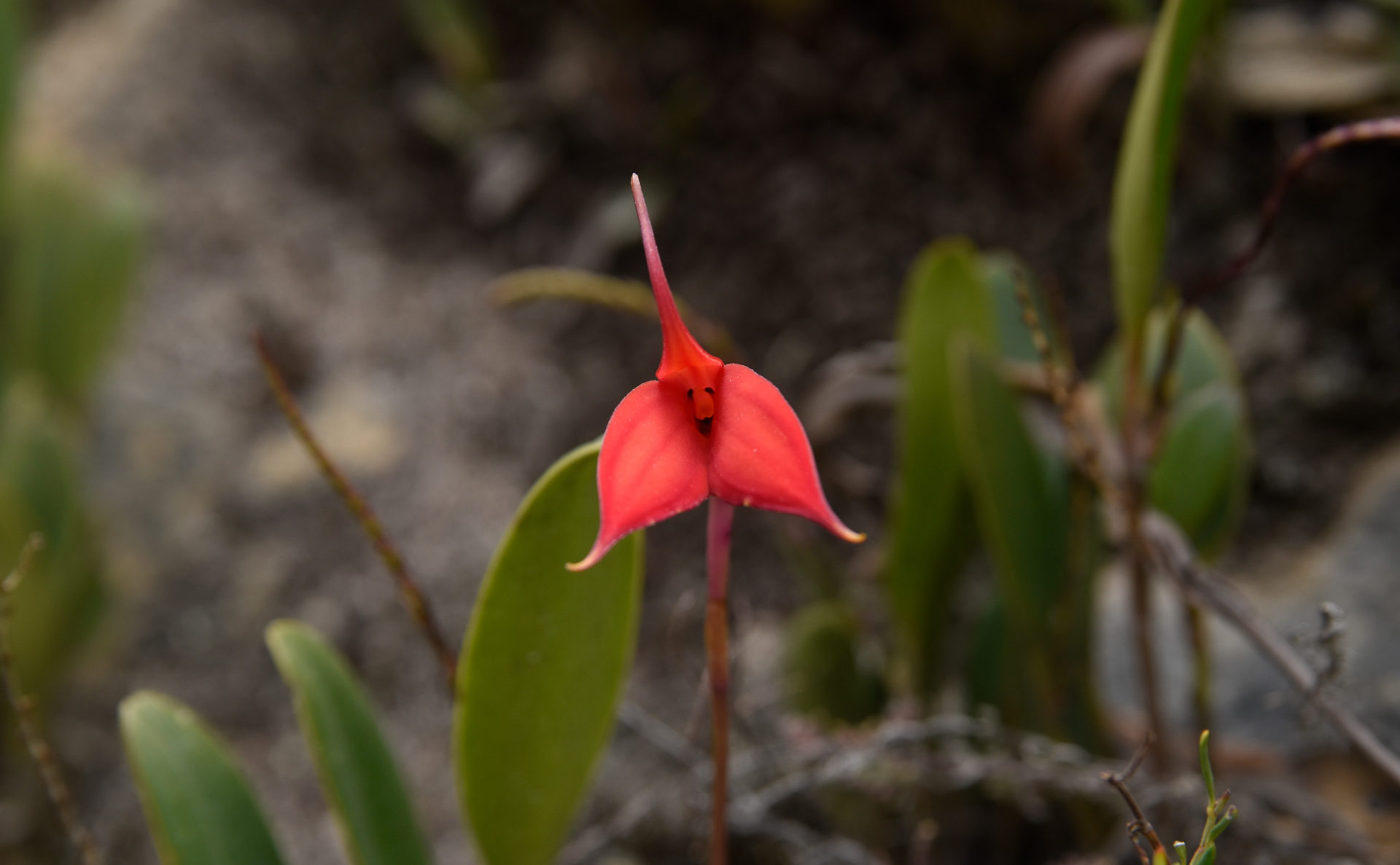 Sayaka Ota nandi peru interpretación del patrimonio_blog flora endemica waqanku