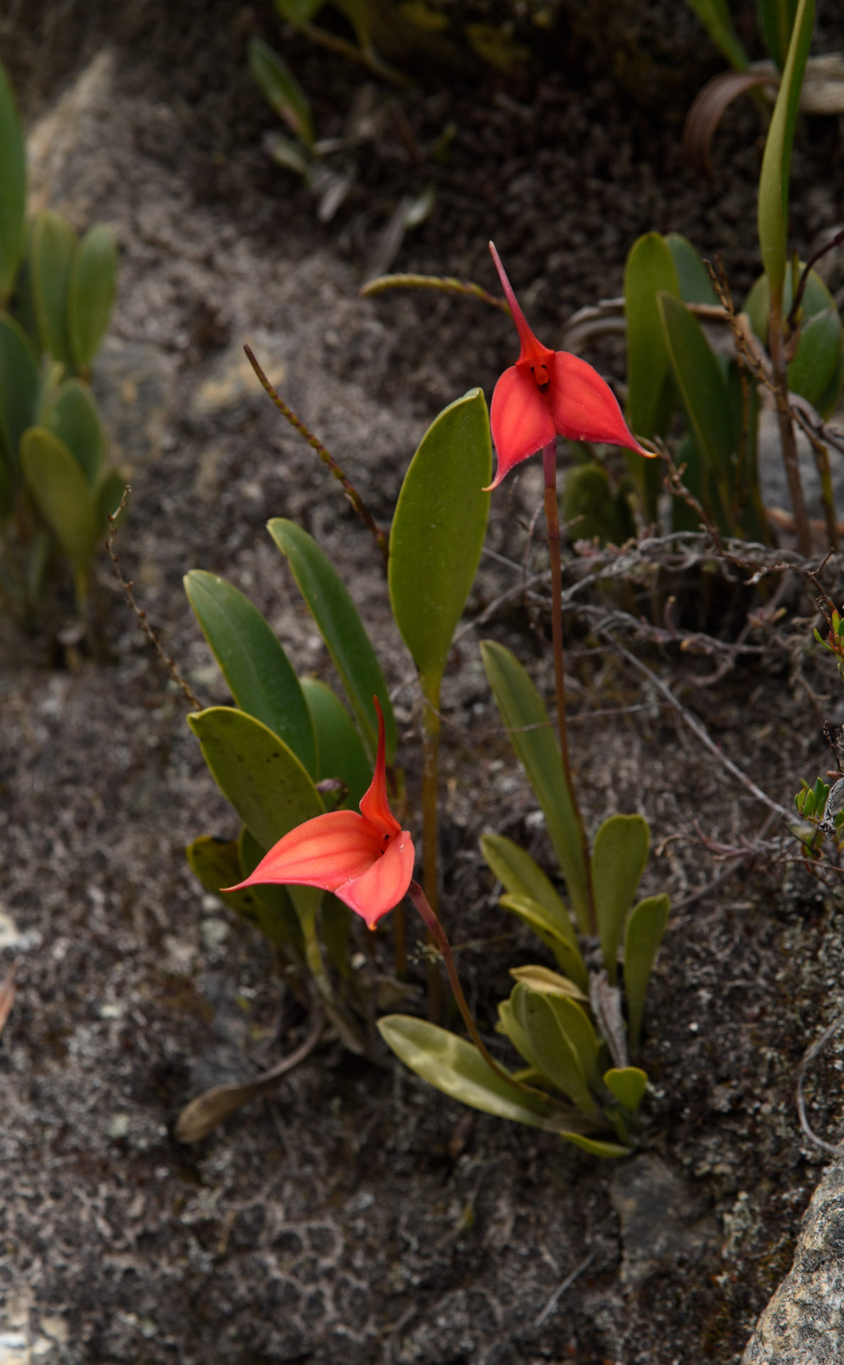 Sayaka Ota nandi peru interpretación del patrimonio_blog flora endemica